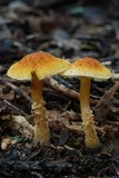 Cystoderma simulatum image