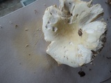 Russula subterfurcata image