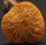 Cystoderma simulatum image