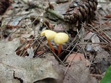 Hygrocybe parvula image