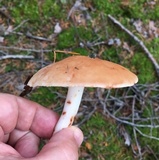 Rhodocollybia maculata image