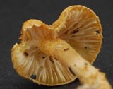 Cystoderma simulatum image