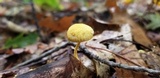 Cyptotrama chrysopepla image