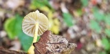 Cyptotrama chrysopepla image
