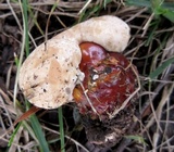 Ganoderma sessile image