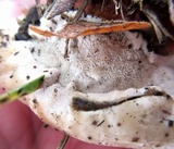 Ganoderma sessile image