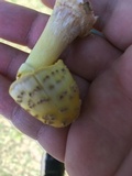 Amanita flavorubens image