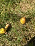 Amanita flavorubens image