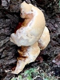 Ganoderma sessile image