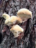 Ganoderma sessile image
