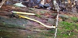 Tolypocladium capitatum image