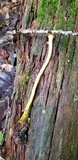 Tolypocladium capitatum image