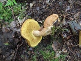 Pseudoboletus parasiticus image