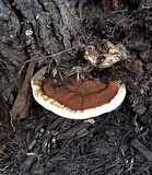 Ganoderma lobatum image