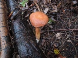 Austroboletus gracilis image