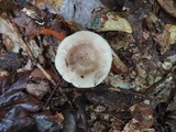 Lactarius mucidus image
