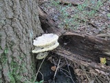 Inonotus dryadeus image