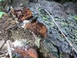 Inonotus dryadeus image