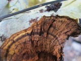 Inonotus dryadeus image
