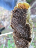 Inonotus dryadeus image