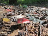 Russula atropurpurea image