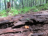 Pholiota squarrosoides image