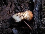 Pholiota squarrosoides image
