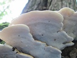 Tyromyces chioneus image