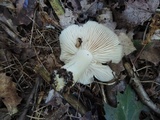 Entoloma bicolor image