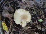 Entoloma bicolor image