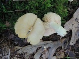 Entoloma bicolor image