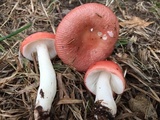 Russula rugulosa image