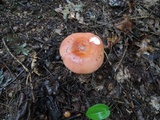 Russula paludosa image