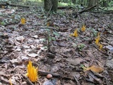 Clavulinopsis laeticolor image