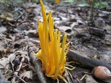 Clavulinopsis laeticolor image