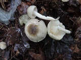 Hygrophorus occidentalis image