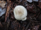 Hygrophorus occidentalis image