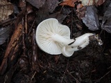 Hygrophorus occidentalis image