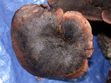 Sarcodon fuscoindicus image