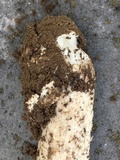 Amanita spreta image
