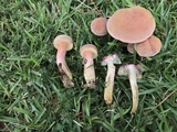 Boletus patrioticus image