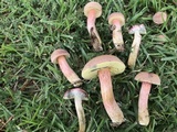 Boletus patrioticus image