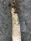 Amanita spreta image
