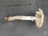Amanita spreta image