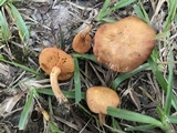Chalciporus rubritubifer image