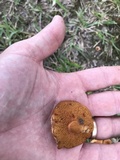 Chalciporus rubritubifer image
