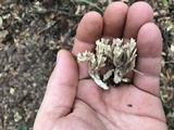 Clavulina coralloides image