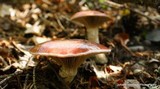 Gomphidius subroseus image