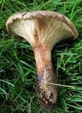 Paxillus cuprinus image