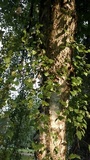 Paxillus cuprinus image